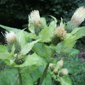 Photographie n°2447212 du taxon Cirsium oleraceum (L.) Scop. [1769]