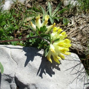Photographie n°2447224 du taxon Anthyllis vulneraria L.