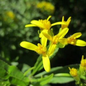 Photographie n°2447230 du taxon Senecio ovatus (P.Gaertn., B.Mey. & Scherb.) Willd.