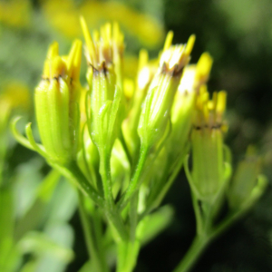 Photographie n°2447232 du taxon Senecio ovatus (P.Gaertn., B.Mey. & Scherb.) Willd.