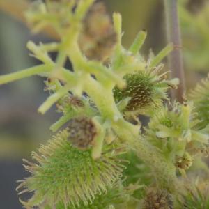 Photographie n°2447284 du taxon Xanthium orientale subsp. italicum (Moretti) Greuter