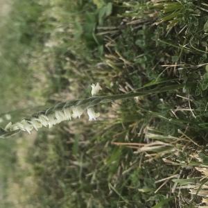 Photographie n°2447299 du taxon Spiranthes spiralis (L.) Chevall. [1827]