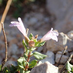 Photographie n°2447300 du taxon Clinopodium alpinum subsp. meridionale (Nyman) Govaerts