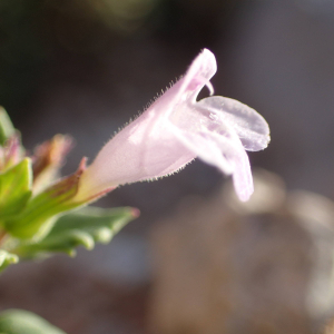 Photographie n°2447302 du taxon Clinopodium alpinum subsp. meridionale (Nyman) Govaerts