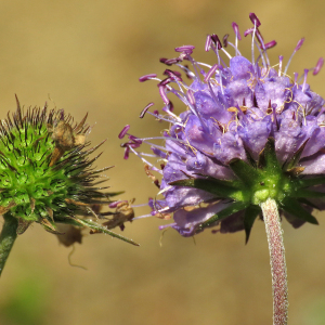 Photographie n°2447322 du taxon Succisa pratensis Moench