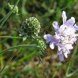 Photographie n°2447326 du taxon Scabiosa columbaria subsp. columbaria 