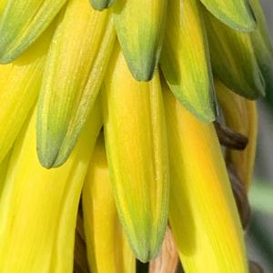 Kniphofia uvaria (L.) Hook. (Tritome)