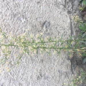 Photographie n°2447387 du taxon Erigeron canadensis L.