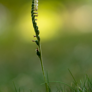 Photographie n°2447404 du taxon Spiranthes spiralis (L.) Chevall. [1827]