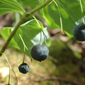 Photographie n°2447416 du taxon Polygonatum multiflorum (L.) All.