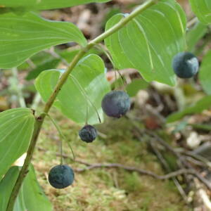 Photographie n°2447417 du taxon Polygonatum multiflorum (L.) All.