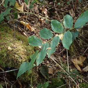 Photographie n°2447420 du taxon Polygonatum multiflorum (L.) All.