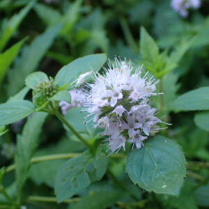 Photographie n°2447425 du taxon Mentha aquatica L.