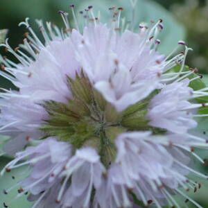 Photographie n°2447426 du taxon Mentha aquatica L.