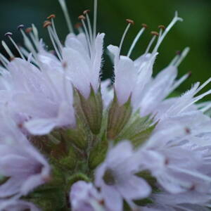 Photographie n°2447428 du taxon Mentha aquatica L.