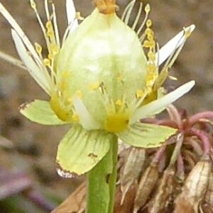 Photographie n°2447535 du taxon Parnassia palustris L.