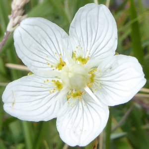 Photographie n°2447536 du taxon Parnassia palustris L.