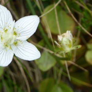 Photographie n°2447541 du taxon Parnassia palustris L.