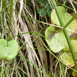 Photographie n°2447542 du taxon Parnassia palustris L.