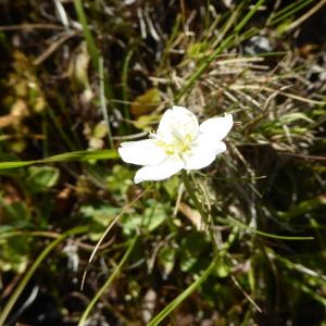 Photographie n°2447554 du taxon Parnassia palustris L.