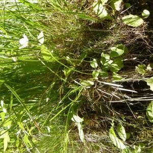 Photographie n°2447556 du taxon Parnassia palustris L.