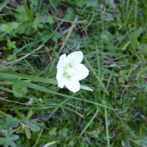 Photographie n°2447557 du taxon Parnassia palustris L.