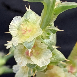 Photographie n°2447565 du taxon Salsola kali L. [1753]