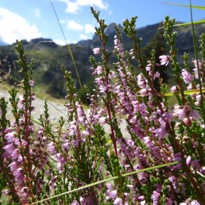 Photographie n°2447567 du taxon Calluna vulgaris (L.) Hull