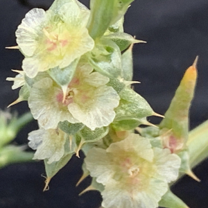 Photographie n°2447568 du taxon Salsola kali L. [1753]