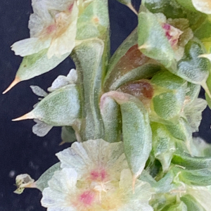 Photographie n°2447572 du taxon Salsola kali L. [1753]