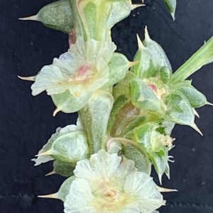 Photographie n°2447574 du taxon Salsola kali L. [1753]
