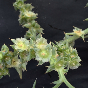 Photographie n°2447576 du taxon Salsola kali L. [1753]
