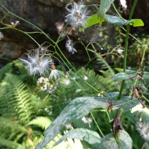 Photographie n°2447608 du taxon Prenanthes purpurea L.