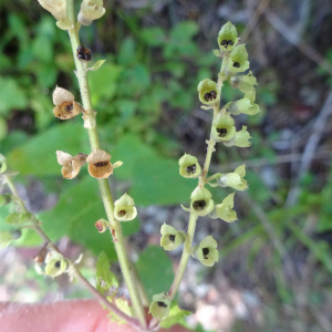 Photographie n°2447611 du taxon Teucrium scorodonia L.