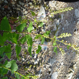 Photographie n°2447612 du taxon Teucrium scorodonia L.