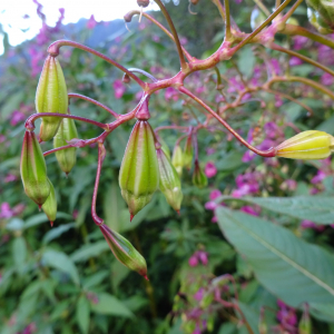 Photographie n°2447630 du taxon Impatiens glandulifera Royle