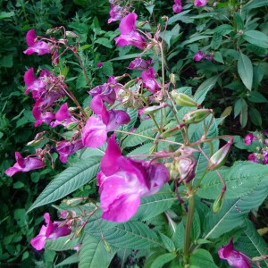 Photographie n°2447631 du taxon Impatiens glandulifera Royle