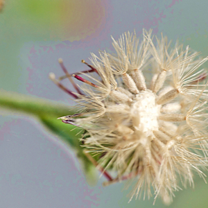 Photographie n°2447695 du taxon Dittrichia graveolens (L.) Greuter [1973]