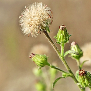 Photographie n°2447696 du taxon Dittrichia graveolens (L.) Greuter [1973]