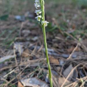 Photographie n°2447721 du taxon Spiranthes spiralis (L.) Chevall. [1827]