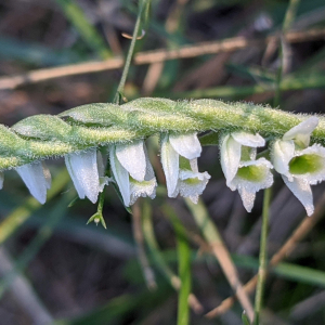 Photographie n°2447722 du taxon Spiranthes spiralis (L.) Chevall. [1827]