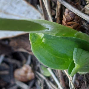 Photographie n°2447723 du taxon Spiranthes spiralis (L.) Chevall. [1827]