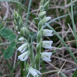 Photographie n°2447724 du taxon Spiranthes spiralis (L.) Chevall. [1827]
