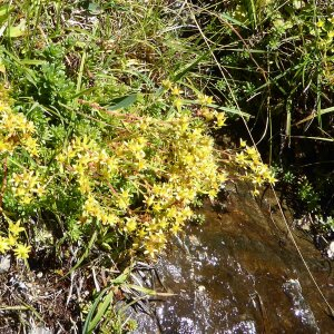 Photographie n°2447739 du taxon Saxifraga aizoides L. [1753]