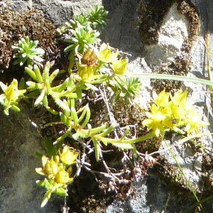 Photographie n°2447740 du taxon Saxifraga aizoides L. [1753]