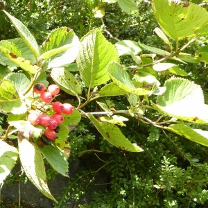 Photographie n°2447843 du taxon Viburnum lantana L. [1753]