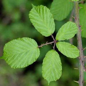 Photographie n°2447854 du taxon Rubus  div. sp.