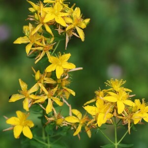 Photographie n°2447859 du taxon Hypericum perforatum L.