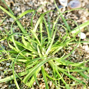 Photographie n°2447894 du taxon Cyperus fuscus L. [1753]