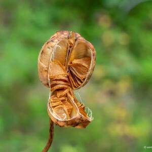 Photographie n°2447910 du taxon Lilium martagon L.